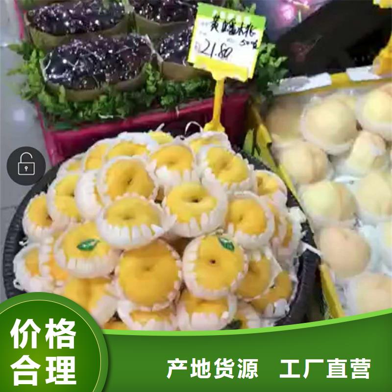 【桃草莓苗厂家技术完善】