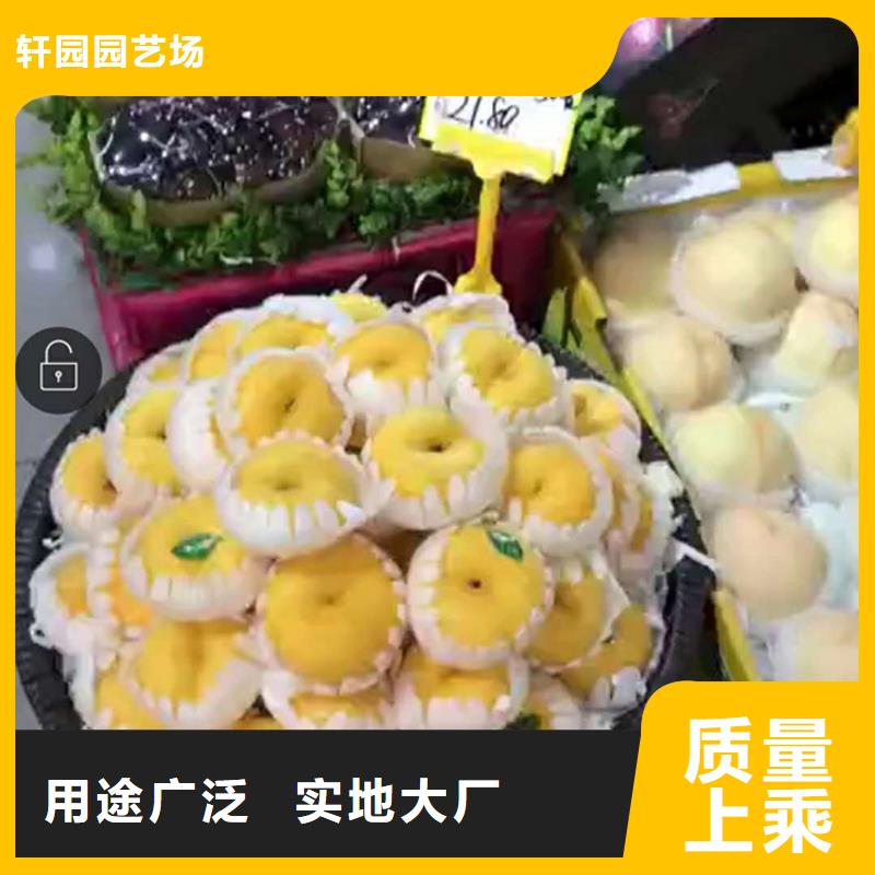 桃_【苹果苗】产品细节