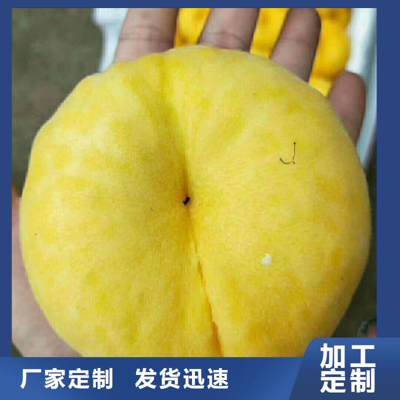【桃】,蓝莓苗支持定制
