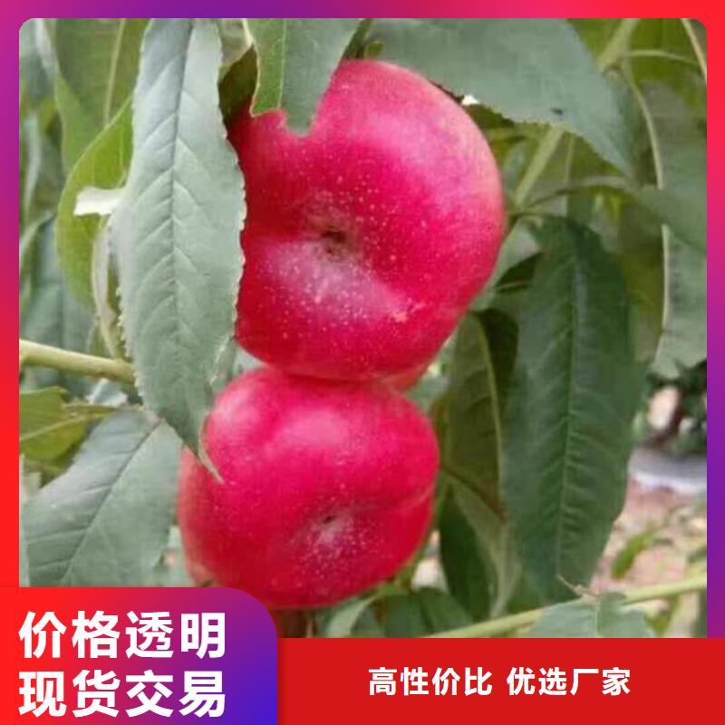 桃樱桃苗定制零售批发