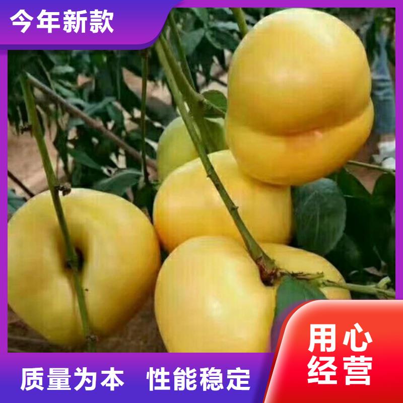 桃,红石榴苗基地支持定制加工