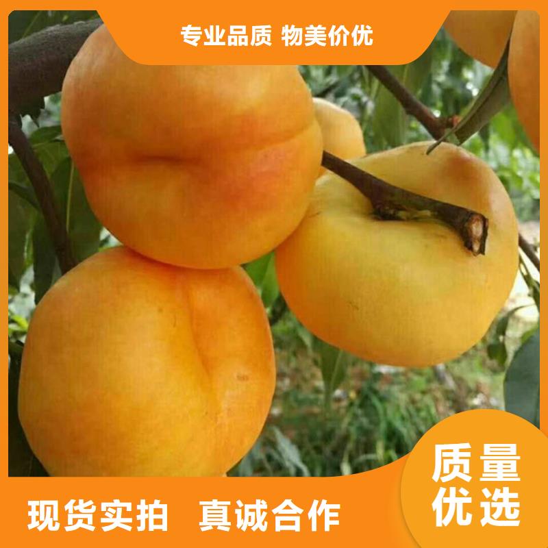 【桃】,蓝莓苗支持定制