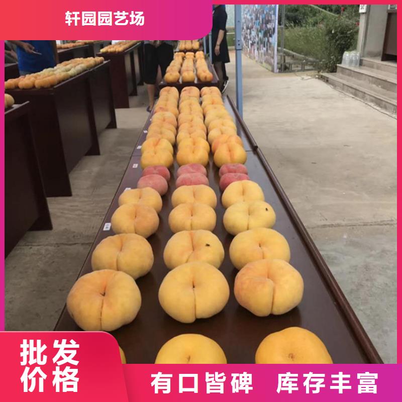 桃樱桃苗自营品质有保障