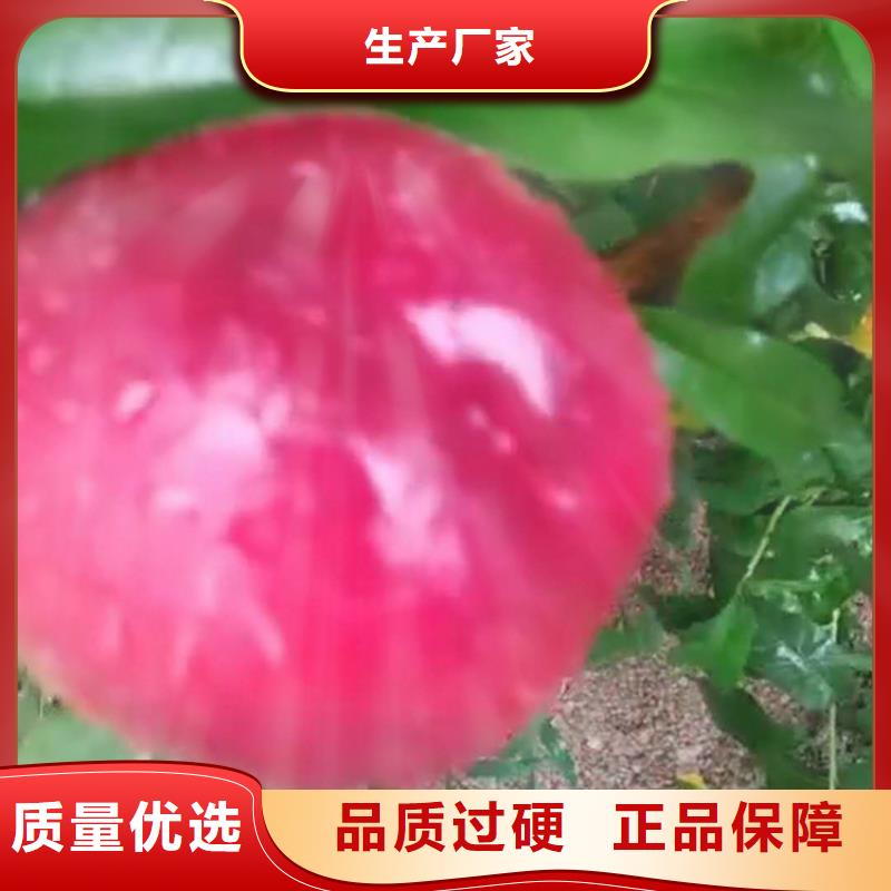 桃樱桃苗精益求精