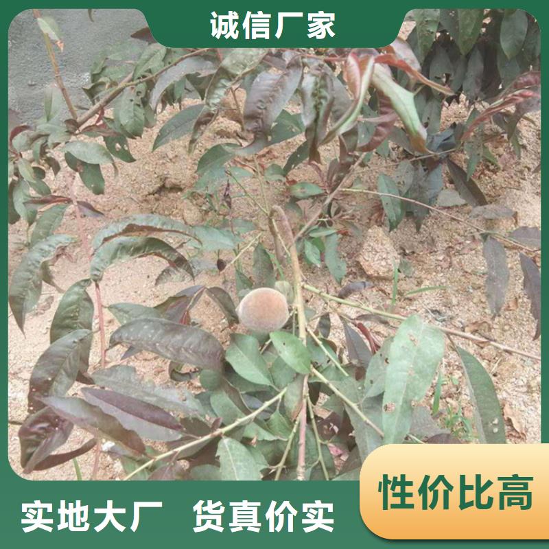 桃黄瓜苗源头工厂