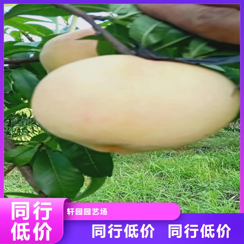 桃【板栗苗】源头直供