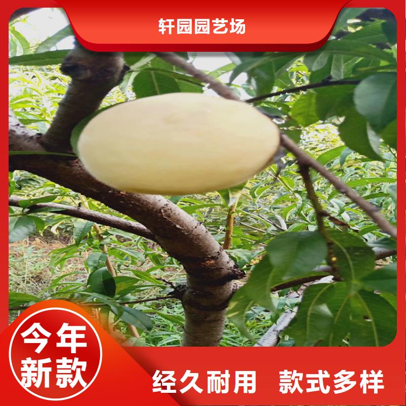 桃_【桃树苗】精品选购