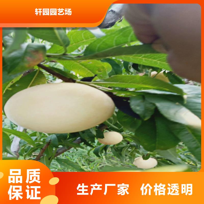 桃,【桃树苗】高品质现货销售