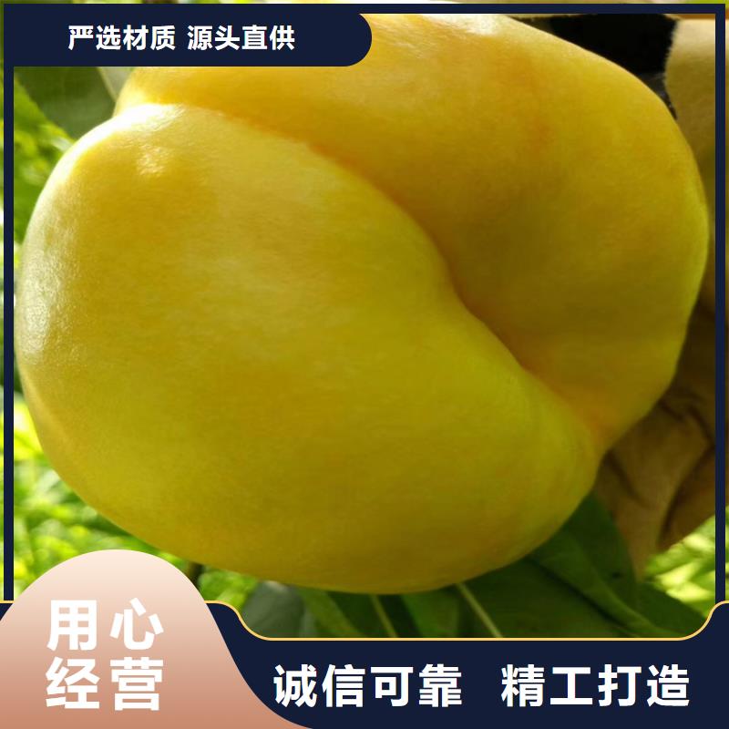 桃樱桃苗专业信赖厂家