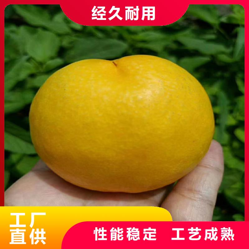 桃葡萄苗型号全价格低