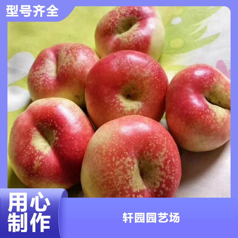 桃,【桃树苗】高品质现货销售