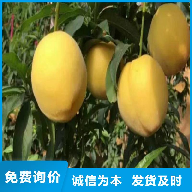 桃【樱桃苗】来图定制量大从优