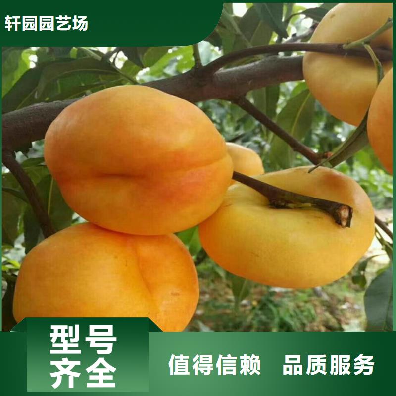 桃【北美冬青】主推产品