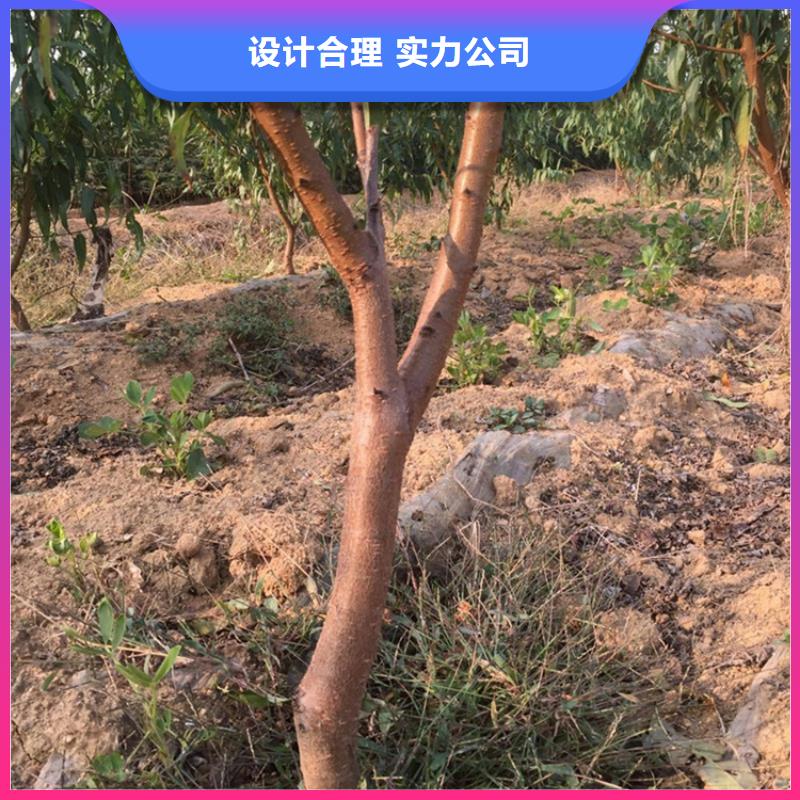 桃_【板栗苗】厂家直销放心