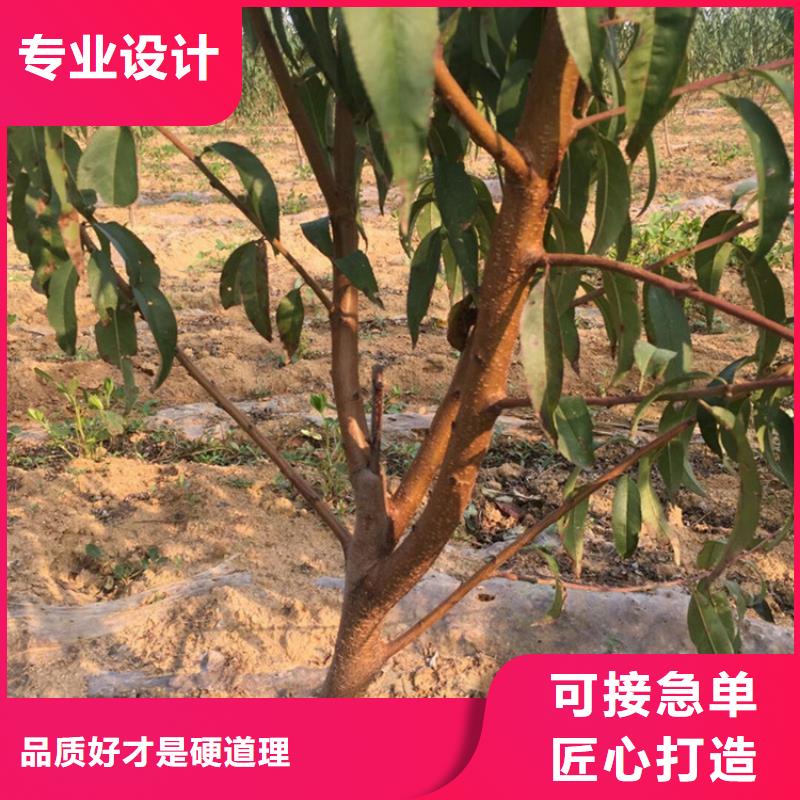 桃樱桃苗定制零售批发