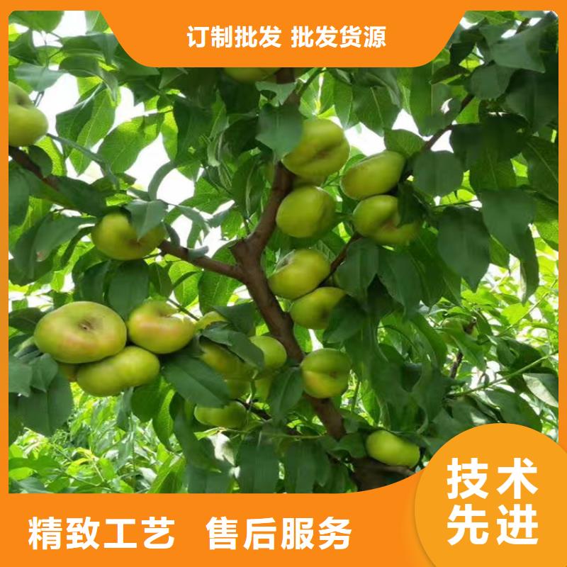 桃苹果苗一站式服务