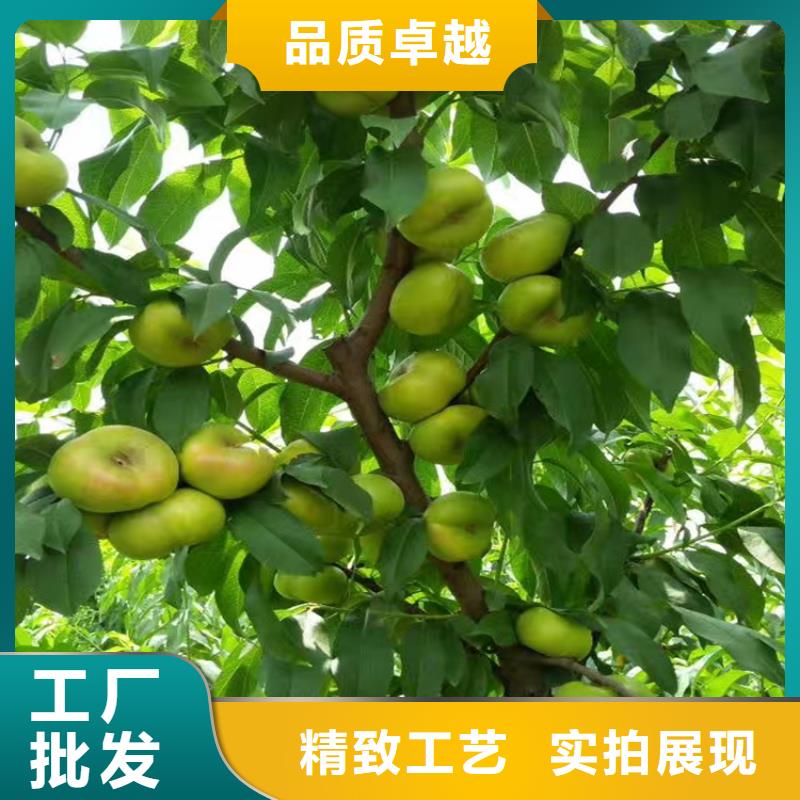 桃苹果苗N年生产经验