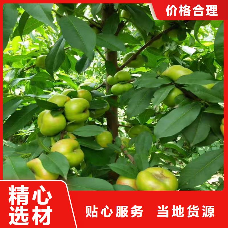 桃-苹果苗品牌大厂家