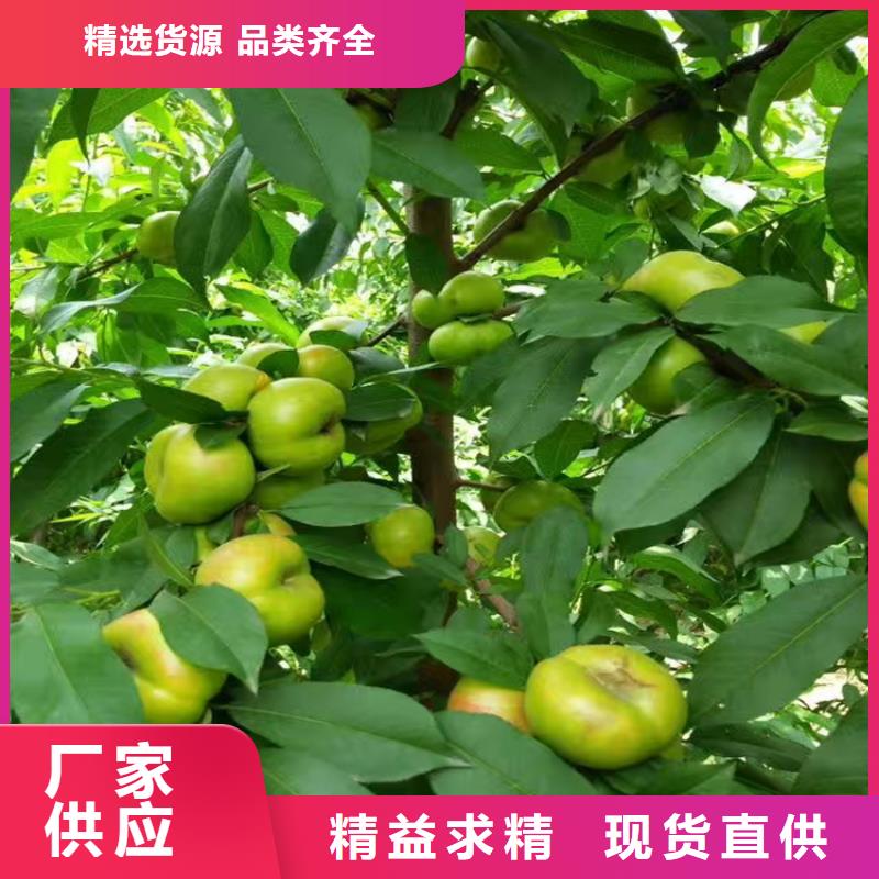 桃_樱桃苗产地源头好货