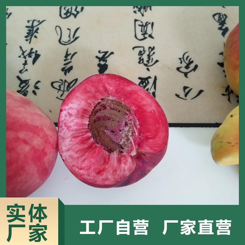 桃【苹果苗】研发生产销售