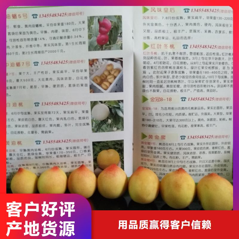 桃樱桃苗定制零售批发