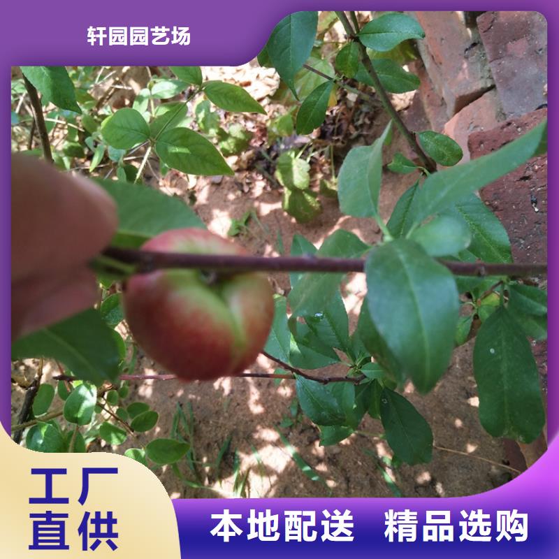 【桃草莓苗厂家技术完善】