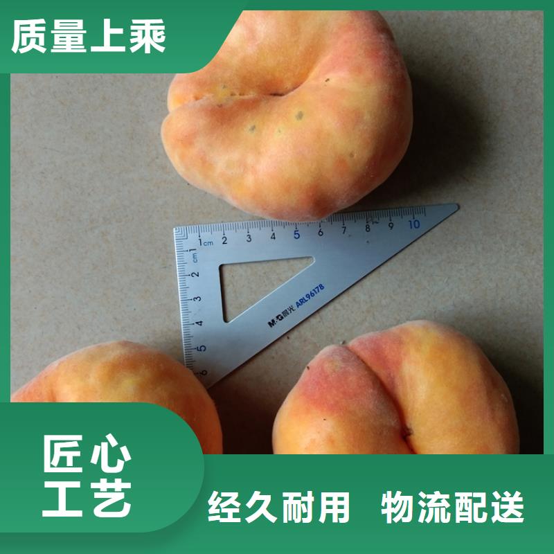 桃苹果苗N年生产经验