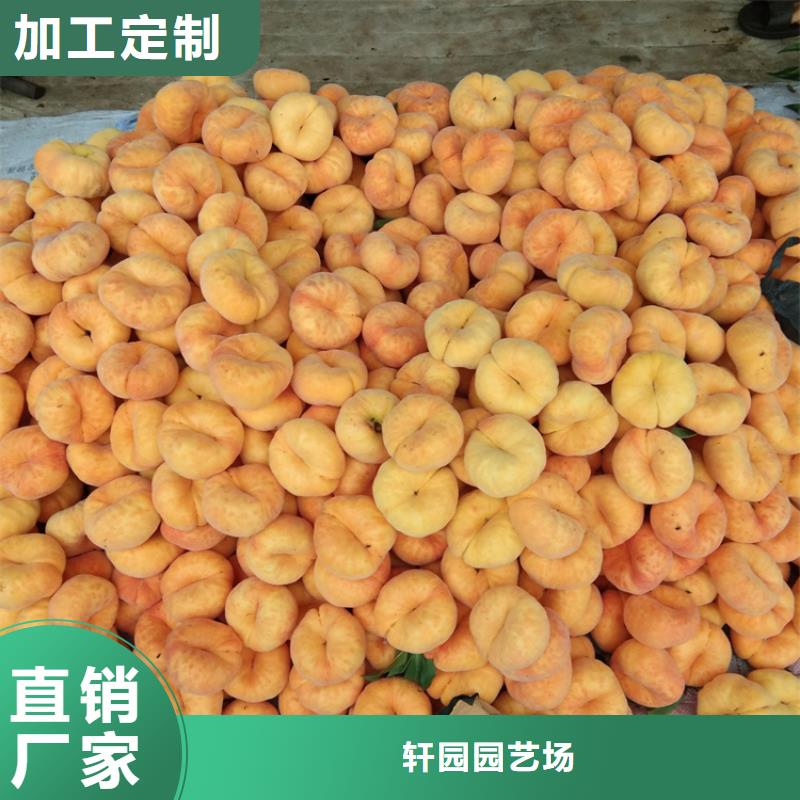 桃樱桃苗定制零售批发