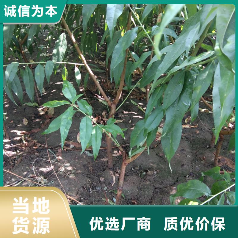 桃樱桃苗自营品质有保障
