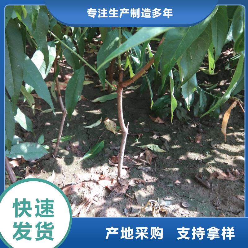 桃,【桃树苗】高品质现货销售