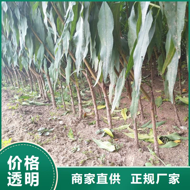 【桃-苹果苗品牌专营】