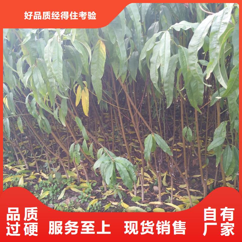 桃,梨树苗价格合理