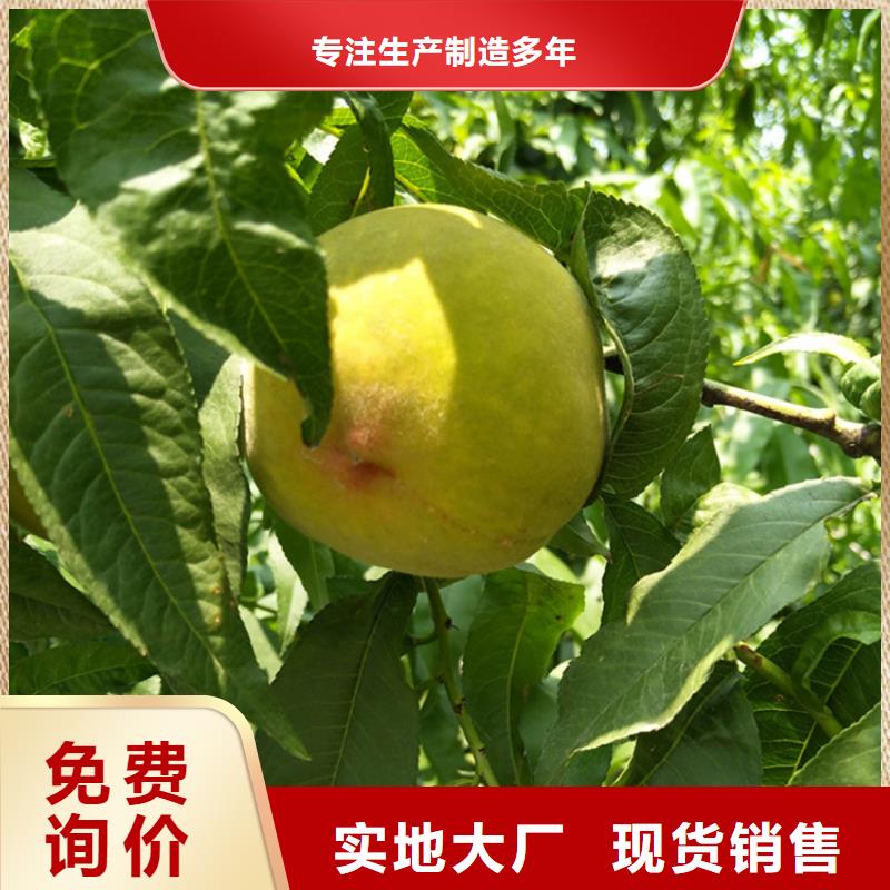 桃_桃树苗免费回电