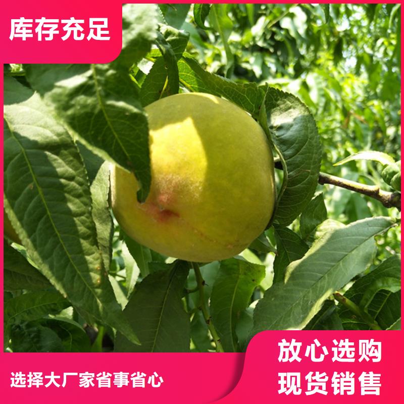 桃石榴树一手货源源头厂家