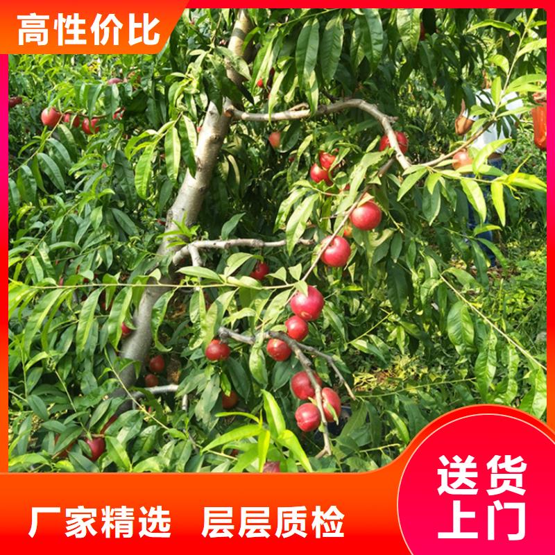 桃樱桃苗定制零售批发