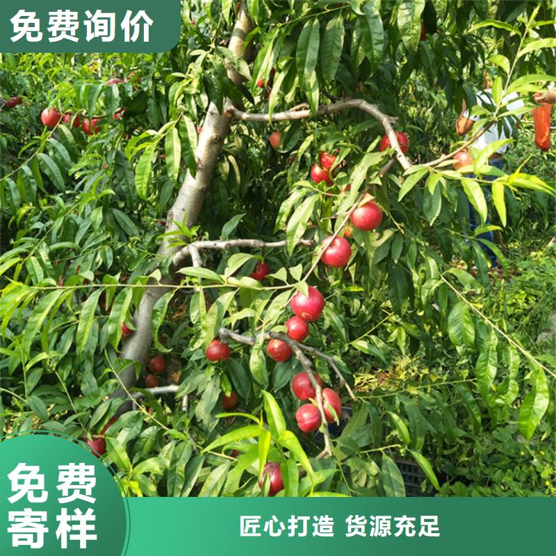 桃_【桃树苗】精品选购
