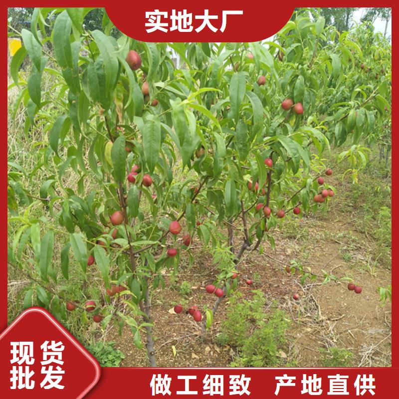 桃石榴苗今日新品