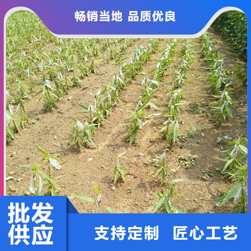 【桃】-北美冬青品质好才是硬道理