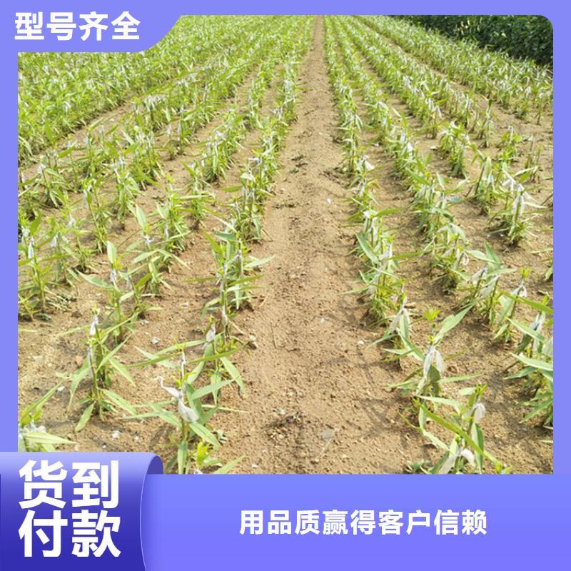 桃【樱桃苗】来图定制量大从优