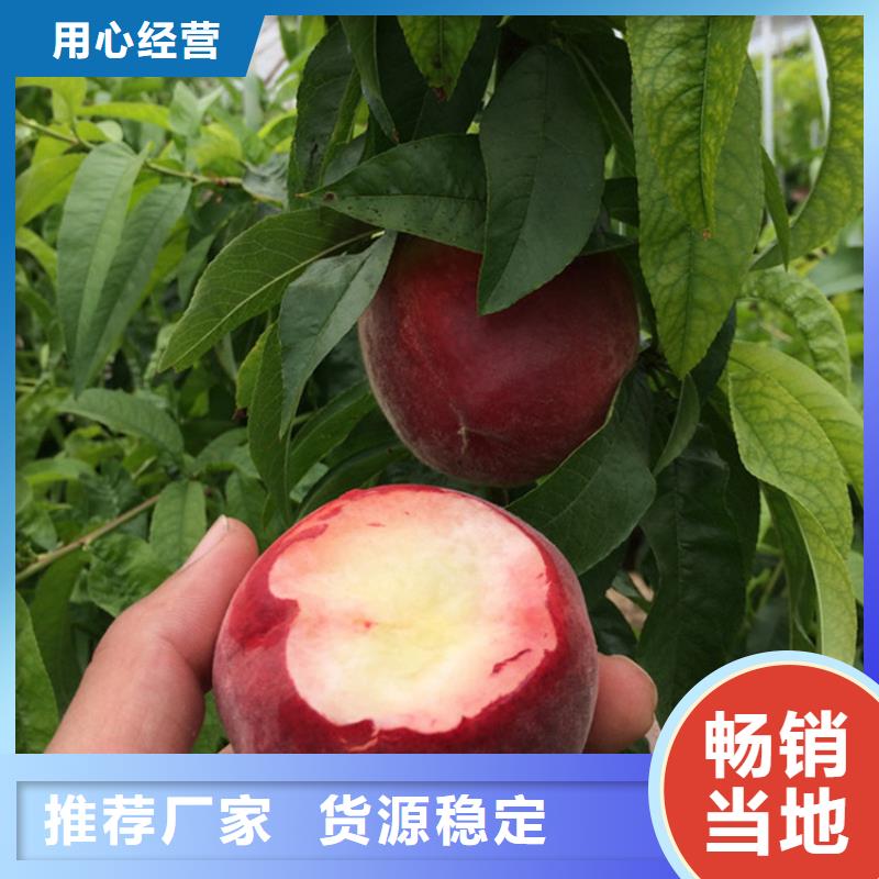 桃石榴树苗保质保量