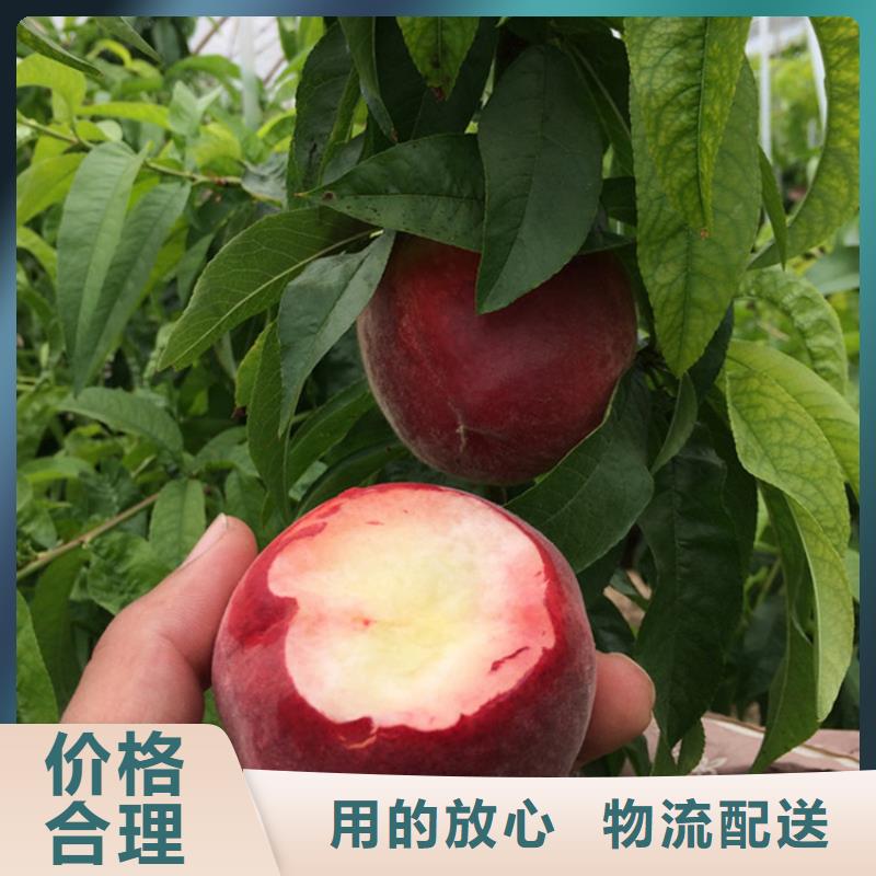 【桃】蓝莓苗放心选购