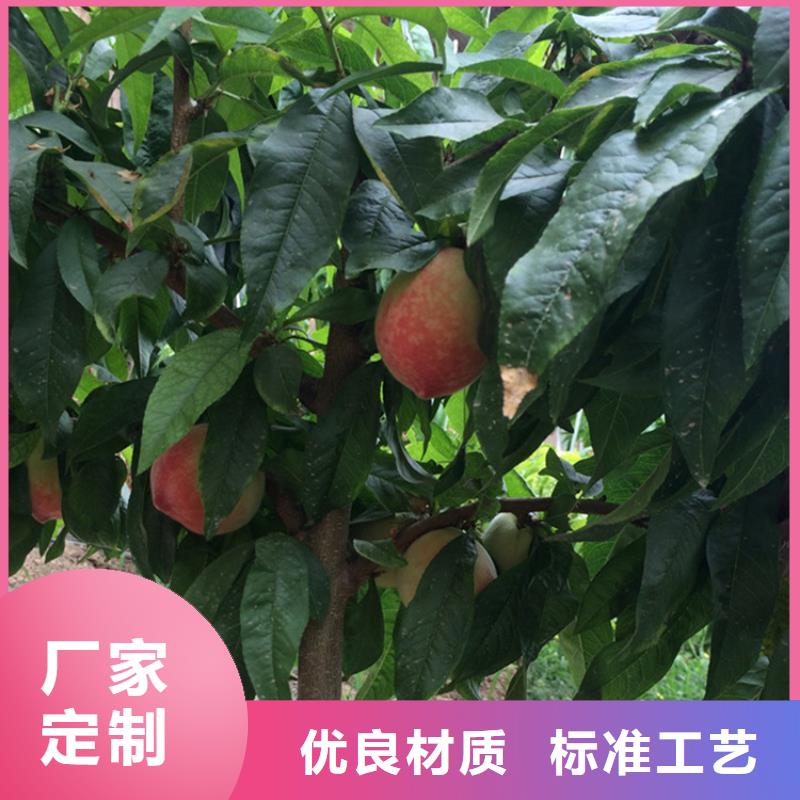 桃石榴苗今日新品