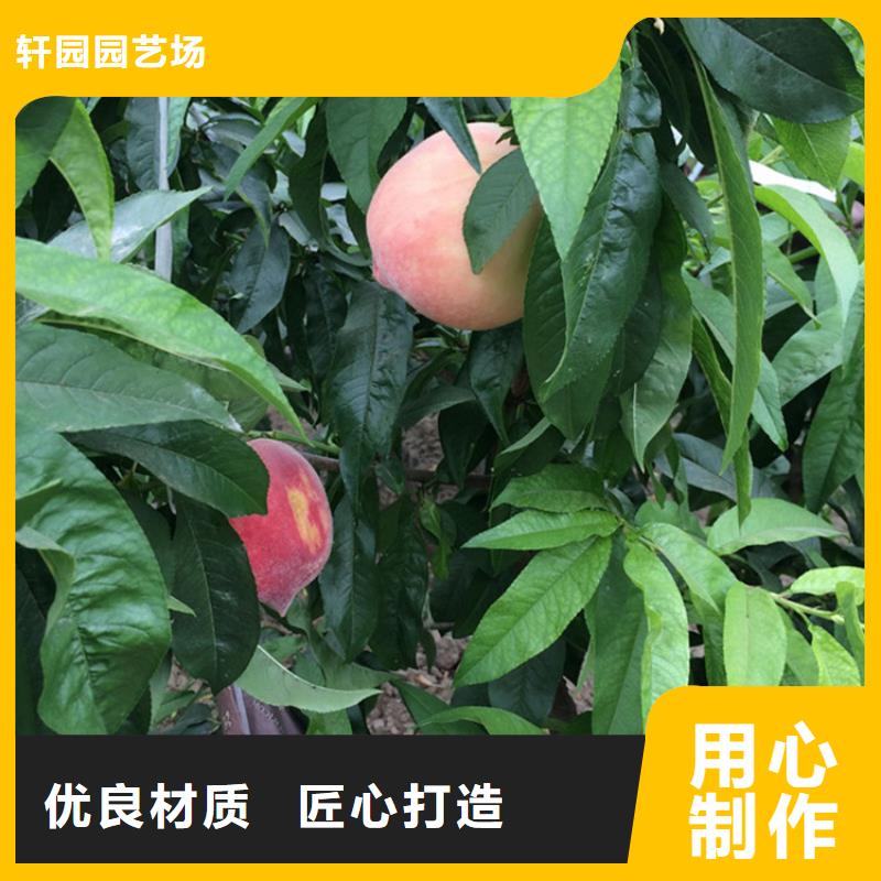 桃葡萄苗型号全价格低