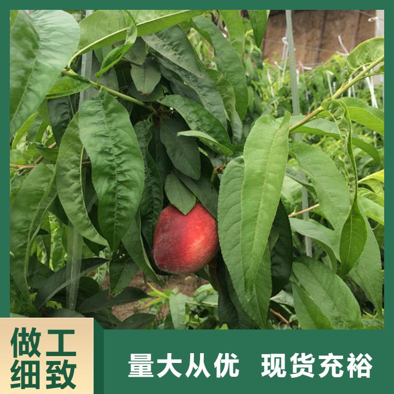 桃石榴树一手货源源头厂家