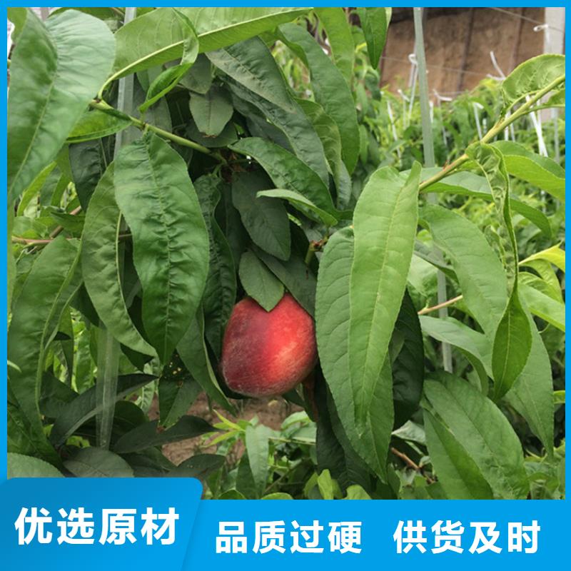桃_桃树苗免费回电