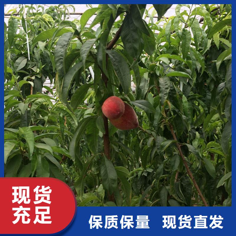 桃【西瓜番石榴苗】生产安装