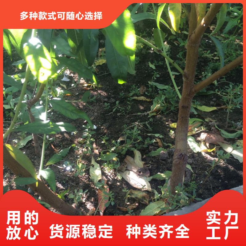 【桃草莓苗厂家技术完善】