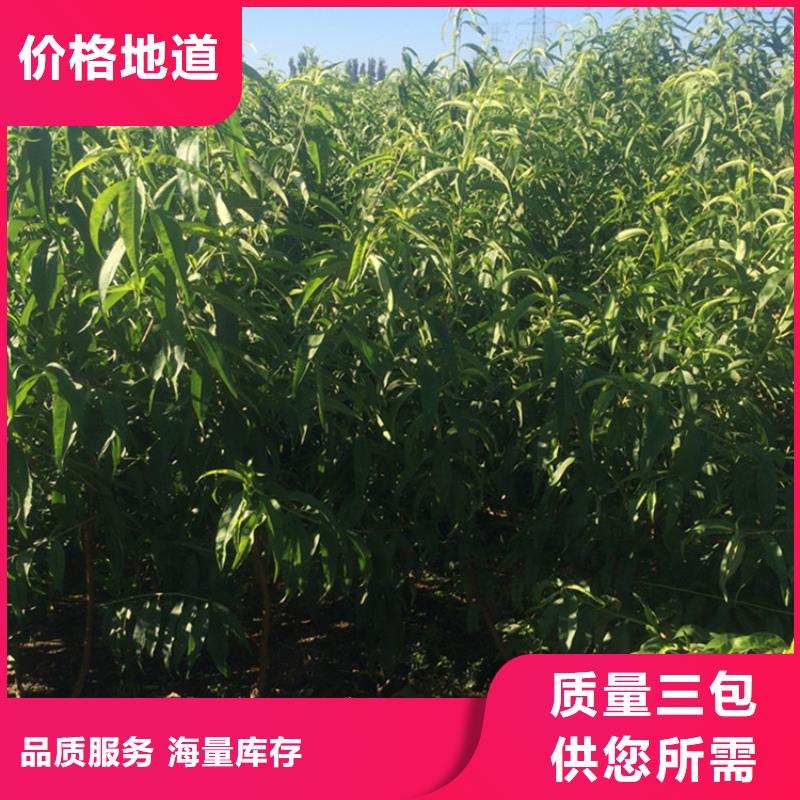 桃_桃树苗免费回电