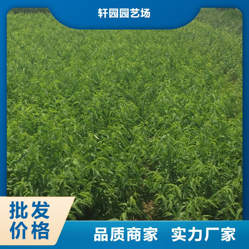 桃【板栗苗】源头直供