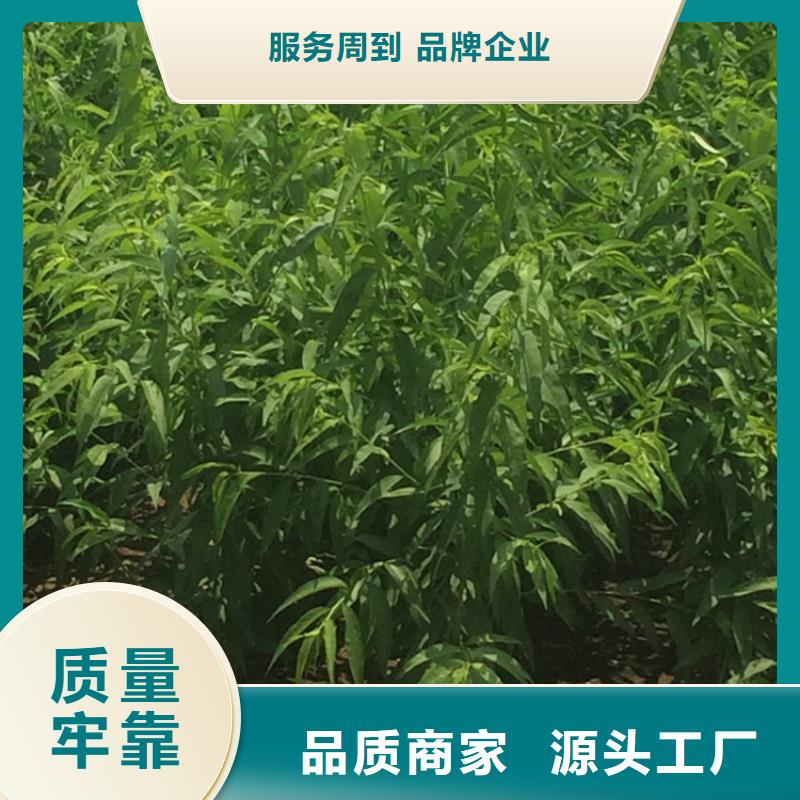 【桃草莓苗厂家技术完善】